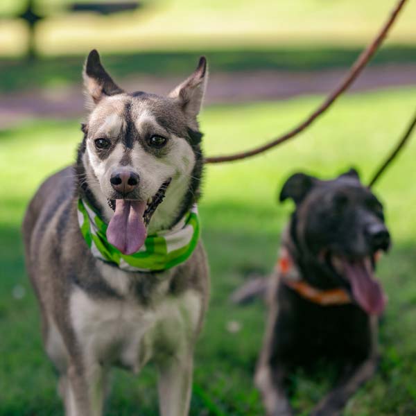 two dogs standing next to each other on leashes