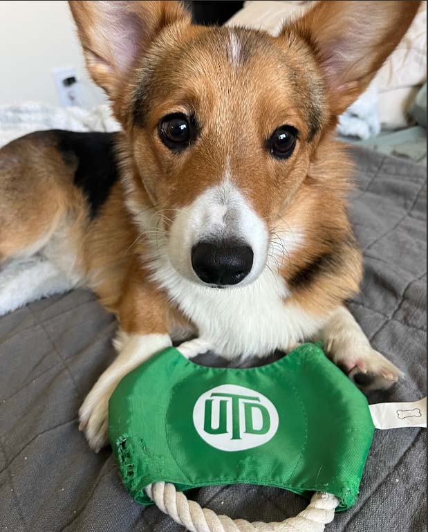 A corgi on a bed with a UTD dog toy